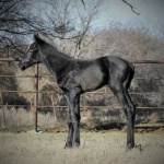 THESE IRONS ARE BLUE "Balloo" - Colt out of Captivating N Blue (Owner: Brooke Victoria Ingstad)